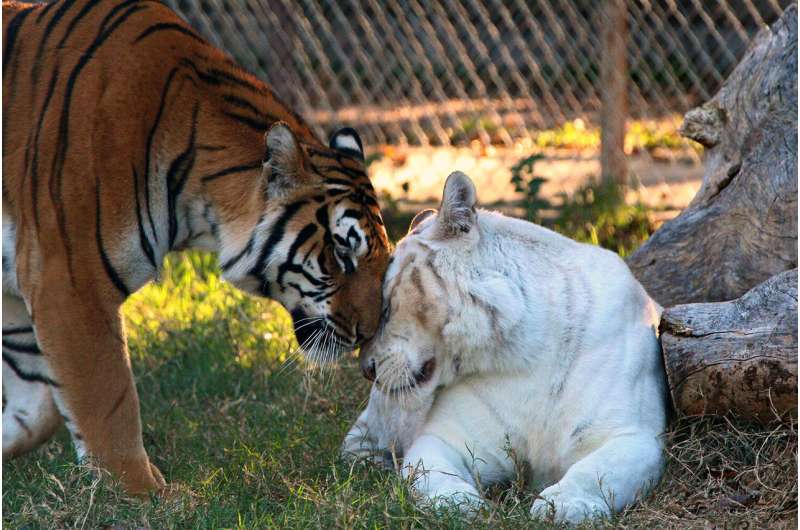 Can captive tigers be part of efforts to save wild populations?