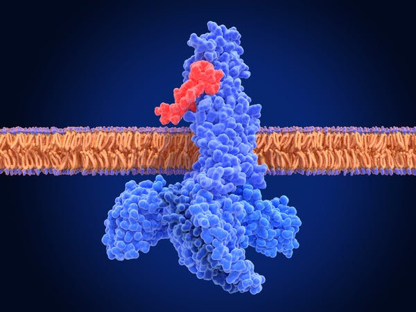 GLP-1 receptor activation by semaglutide, a comparison.