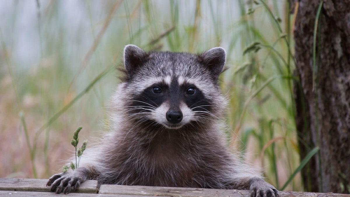 Raccoon on the fence